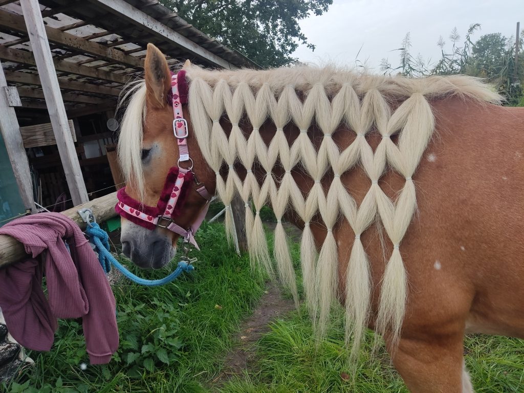 Der Kopf einer Hafflingerstute von der Seite. Sie trägt ein rosanes Halfter mit Herzen. Ihre blonden Haare sind zu Zöpfen in Rautenform gebunden.